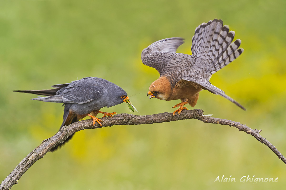 falchi cuculi e averla minore